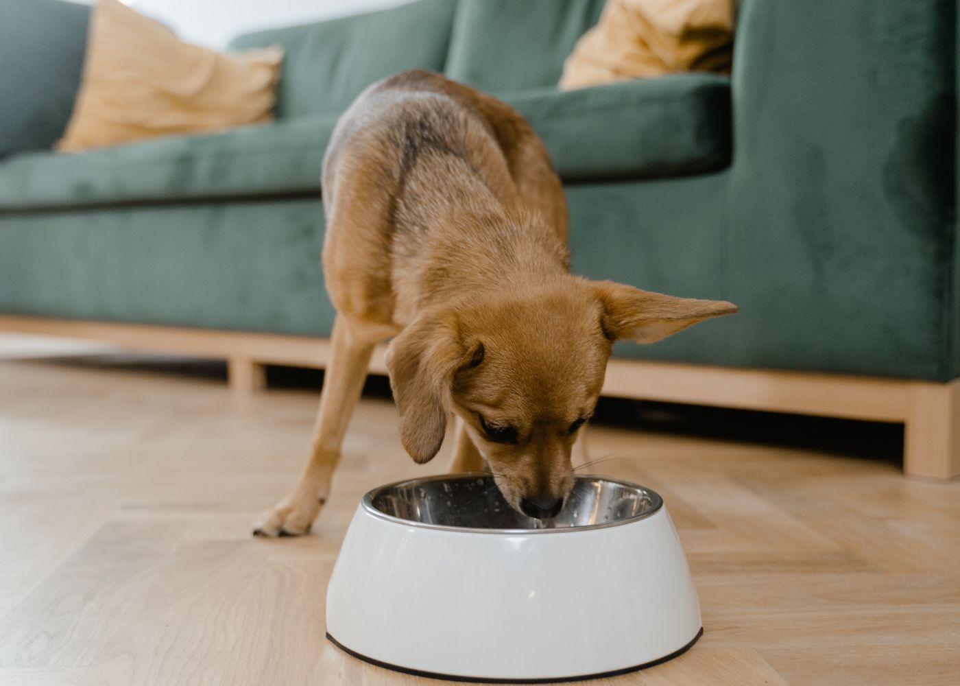 Croquettes chien sans céréales : une alimentation de qualité supérieure pour votre compagnon à quatre pattes