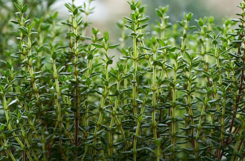 Quels sont les bienfaits du thym et des herbes aromatiques ?